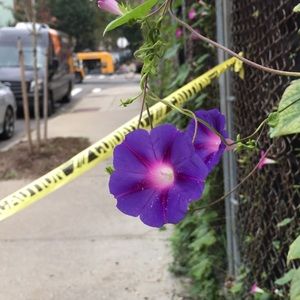 Meet your Posher, Vincent